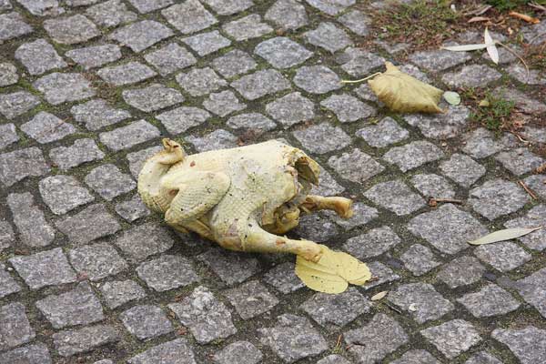 Fotodokumentation und Gespräch mit einem Suppenhuhn